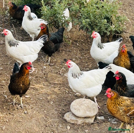 Chickens poultry - Advert 1