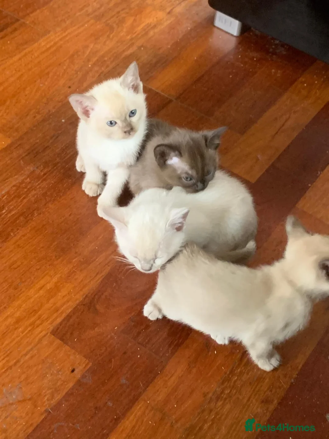Burmese cats for sale: Beautiful Female Burmese Kittens  in Swindon - Advert 8