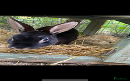 Mini Lop rabbits for sale: Male mini lop  - Image 8