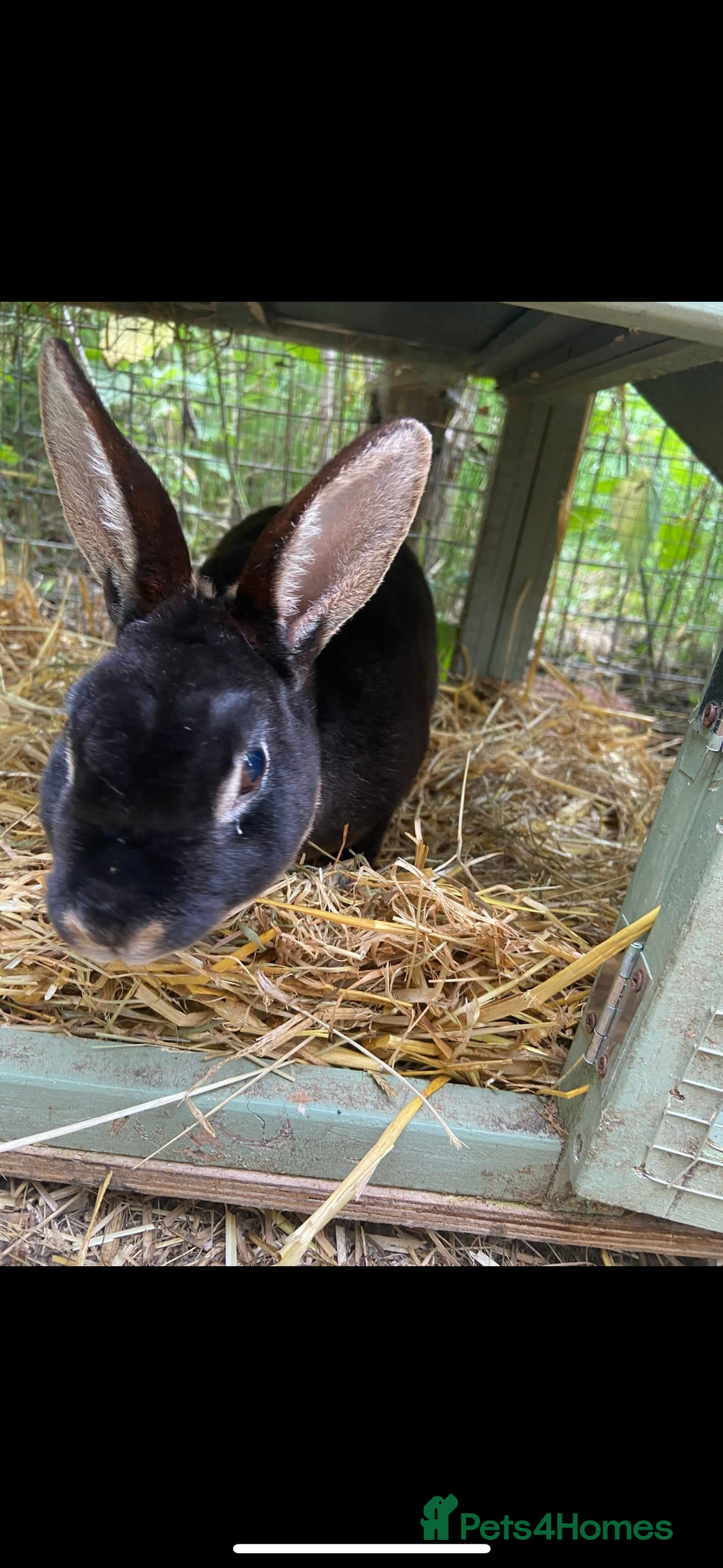 Mini Lop rabbits for sale: Male mini lop  - Image 8