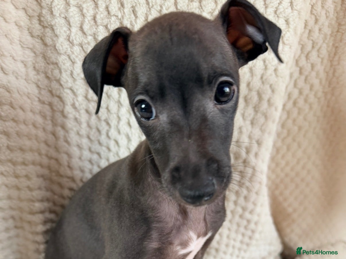 Italian Greyhound dogs *Cutest Iggy’s* KC Champion Lineage - Advert 1