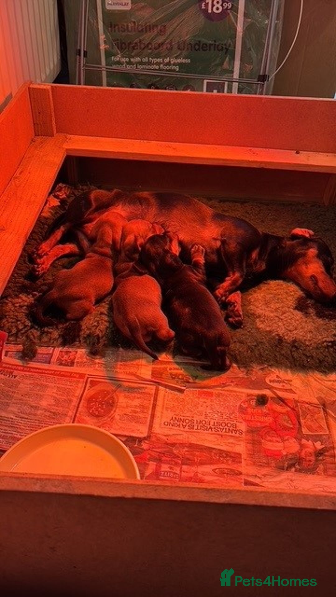 Miniature Dachshund dogs for sale: Adorable KC Reg Minature Dachshund puppies  - Advert 3