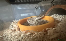Snake reptiles for sale: Western Hognose Snake - Image 8