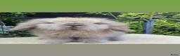 Mini Lion Lop rabbits for sale: Baby lionlop boy rabbit available now - Advert 1