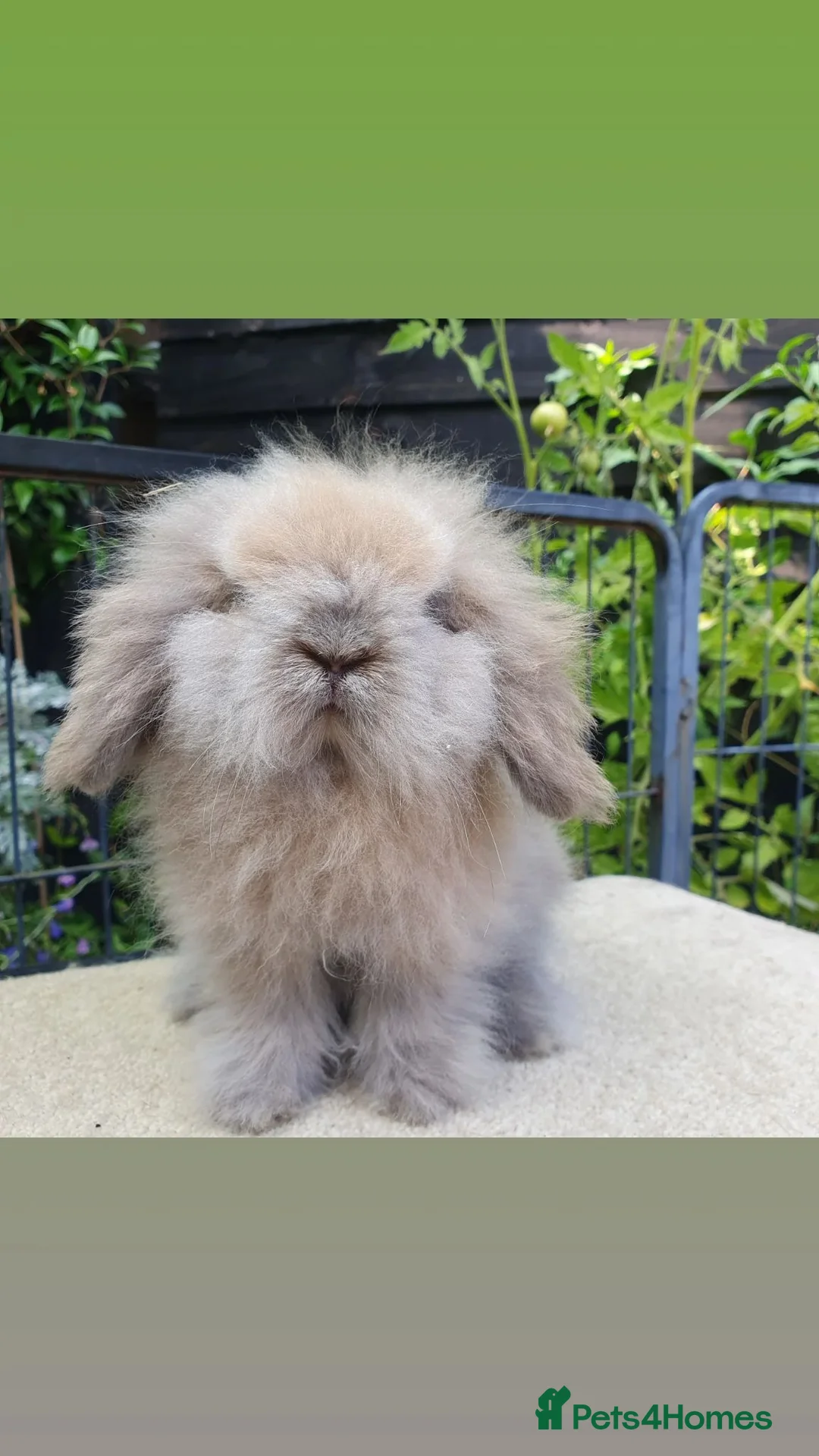 Mini Lion Lop rabbits for sale: Baby lionlop boy rabbit available now - Advert 1