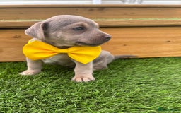 Jack Russell dogs for sale: Rare Jack Russell Puppies for sale - Image 7
