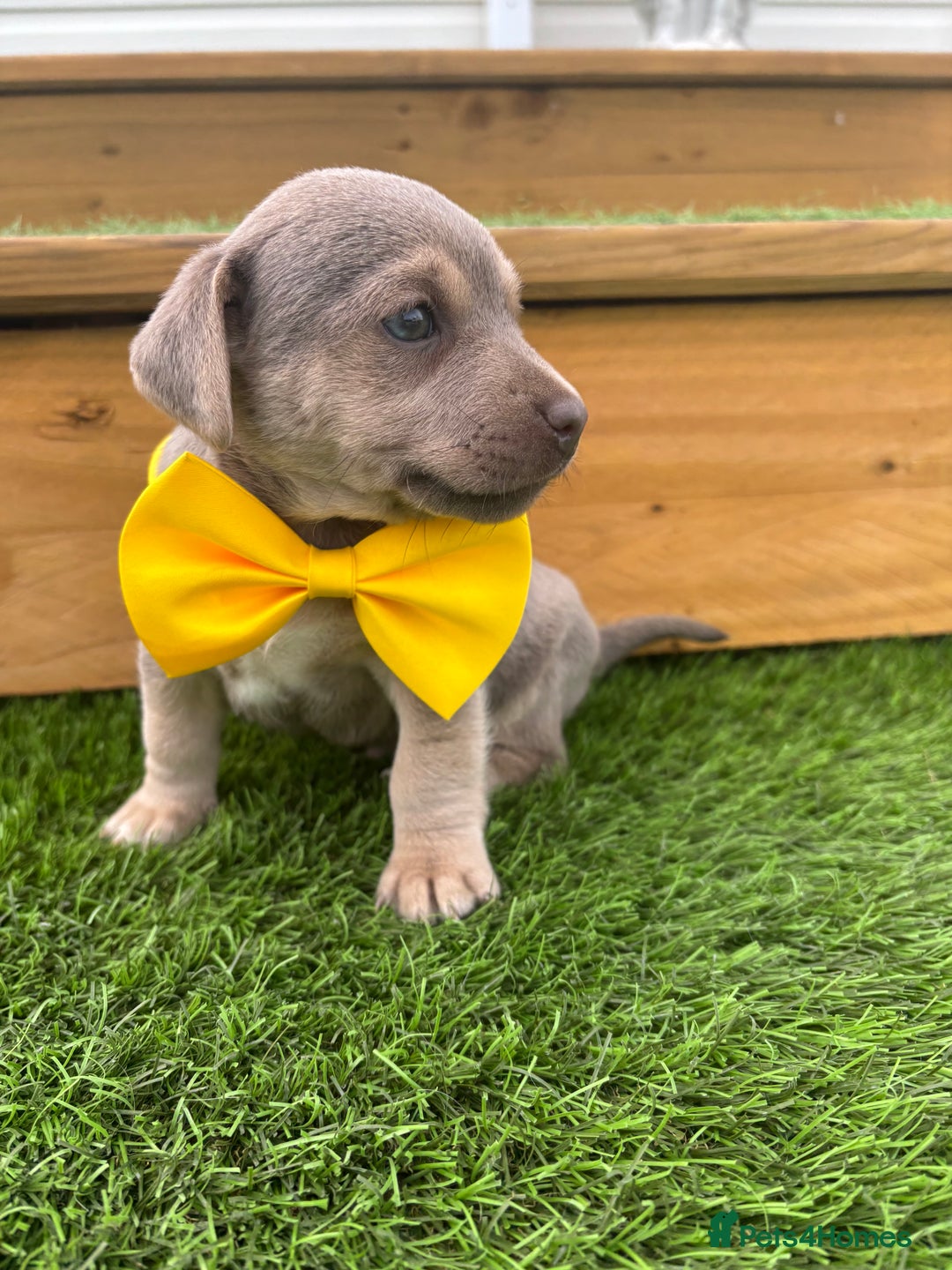 Jack Russell dogs for sale: Rare Jack Russell Puppies for sale - Image 7