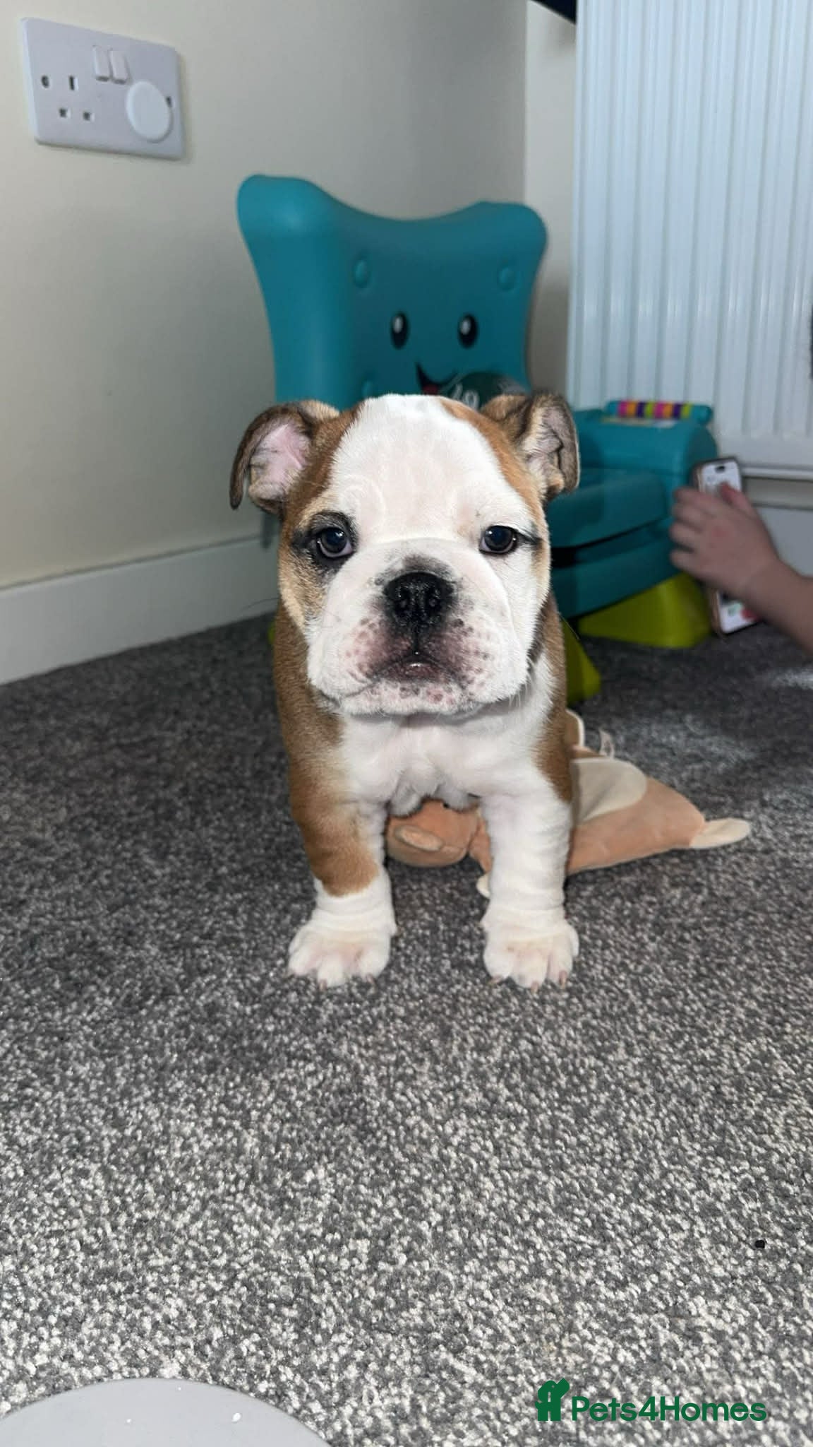 English Bulldog dogs ENGLISH BULLDOG GIRL PUPPY - Advert 1