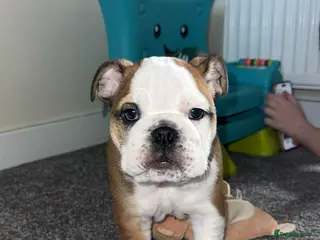 English Bulldog dogs ENGLISH BULLDOG GIRL PUPPY - Advert 1