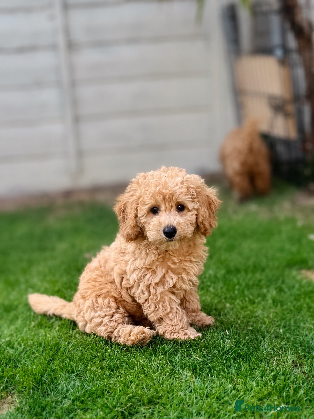 Cavapoo dogs 🐶 GORGEOUS BOY READY NOW 🐶  - Advert 6