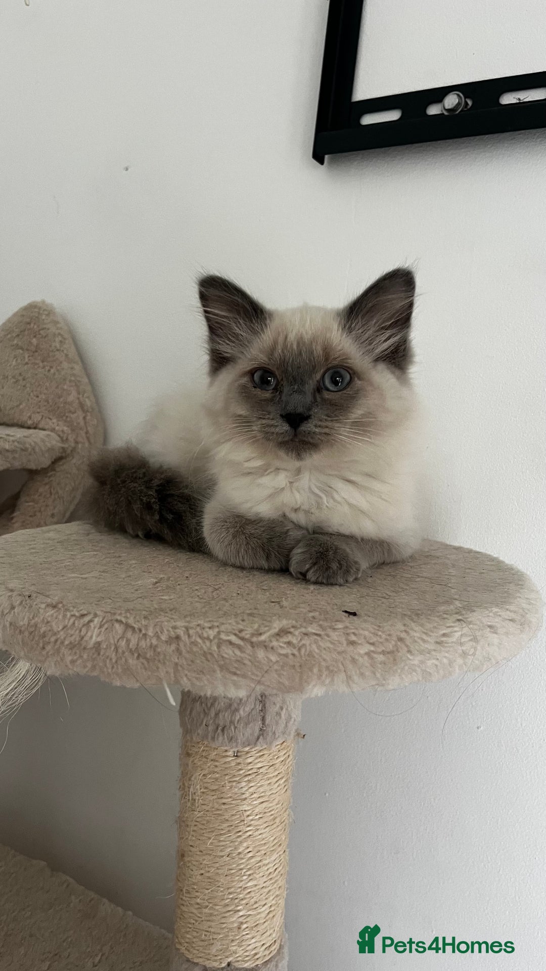 Ragdoll cats for sale: Beautiful ragdoll kittens - Image 11
