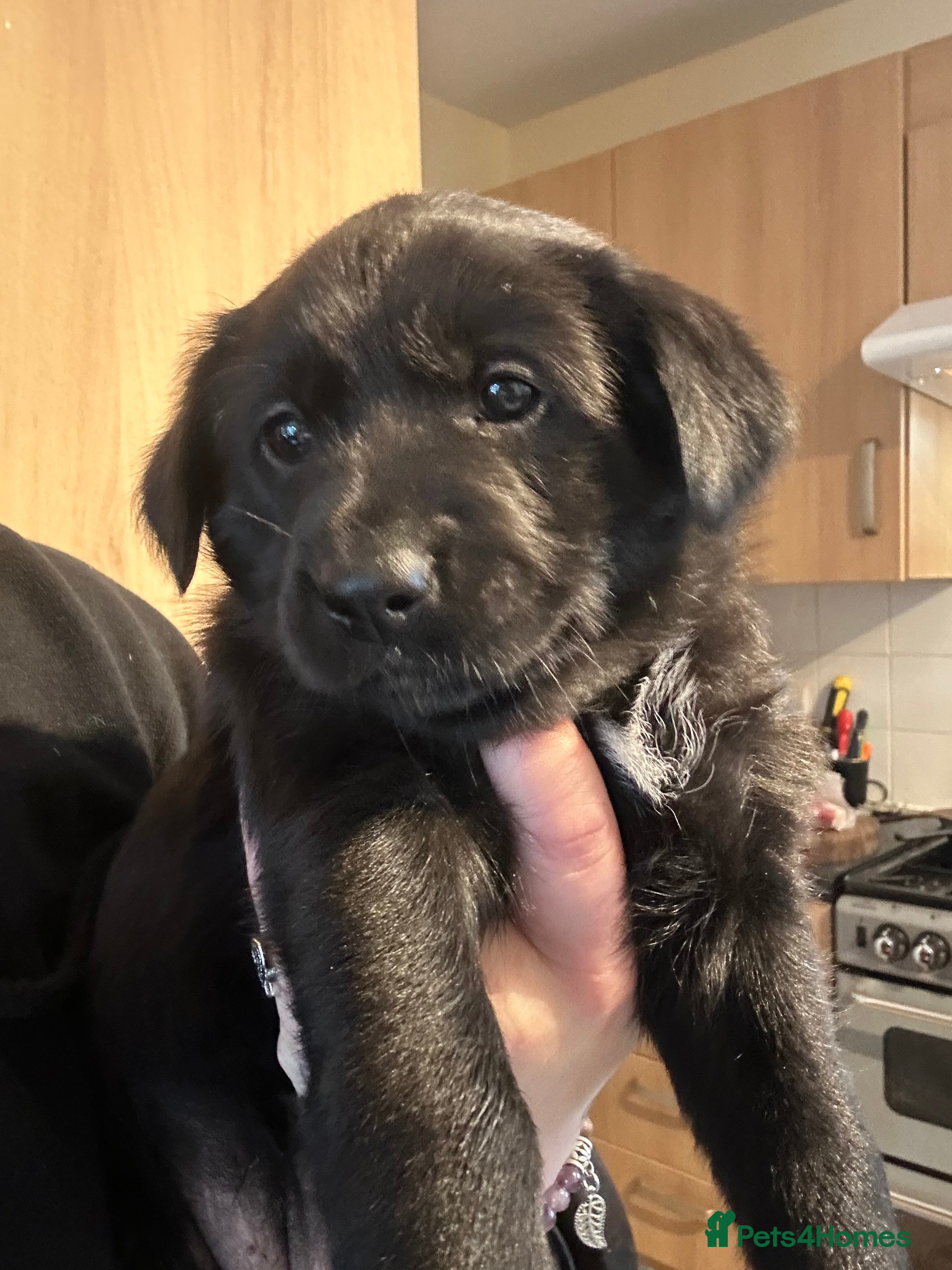 Borador dogs Labrador x Collie Puppies - Advert 1