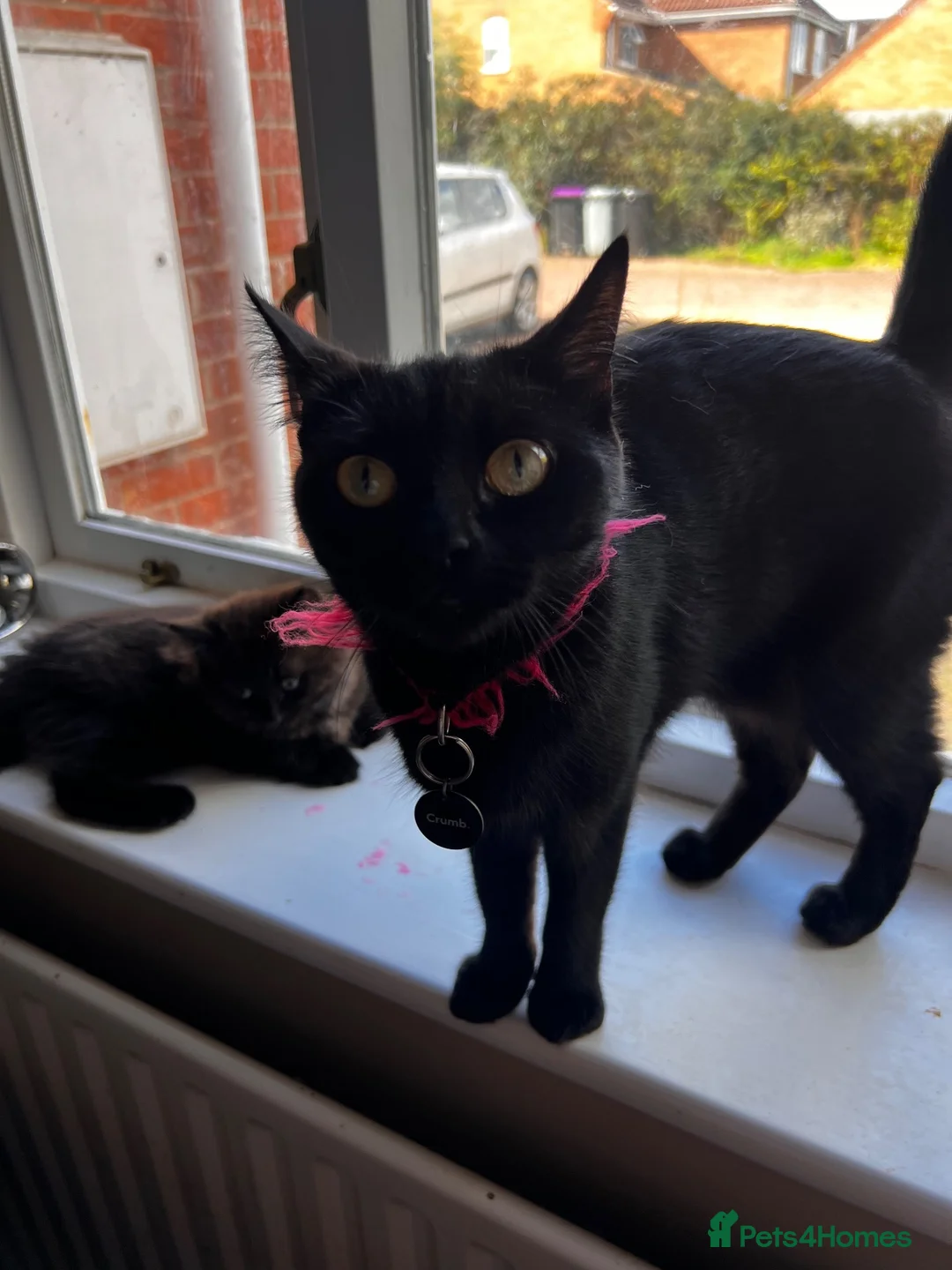 Mixed Breed cats for sale: Male kitten long haired  - Advert 10