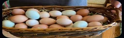 Chickens poultry for sale: 🥚🌿 Premium Organic Free Range Eggs  - Advert 3