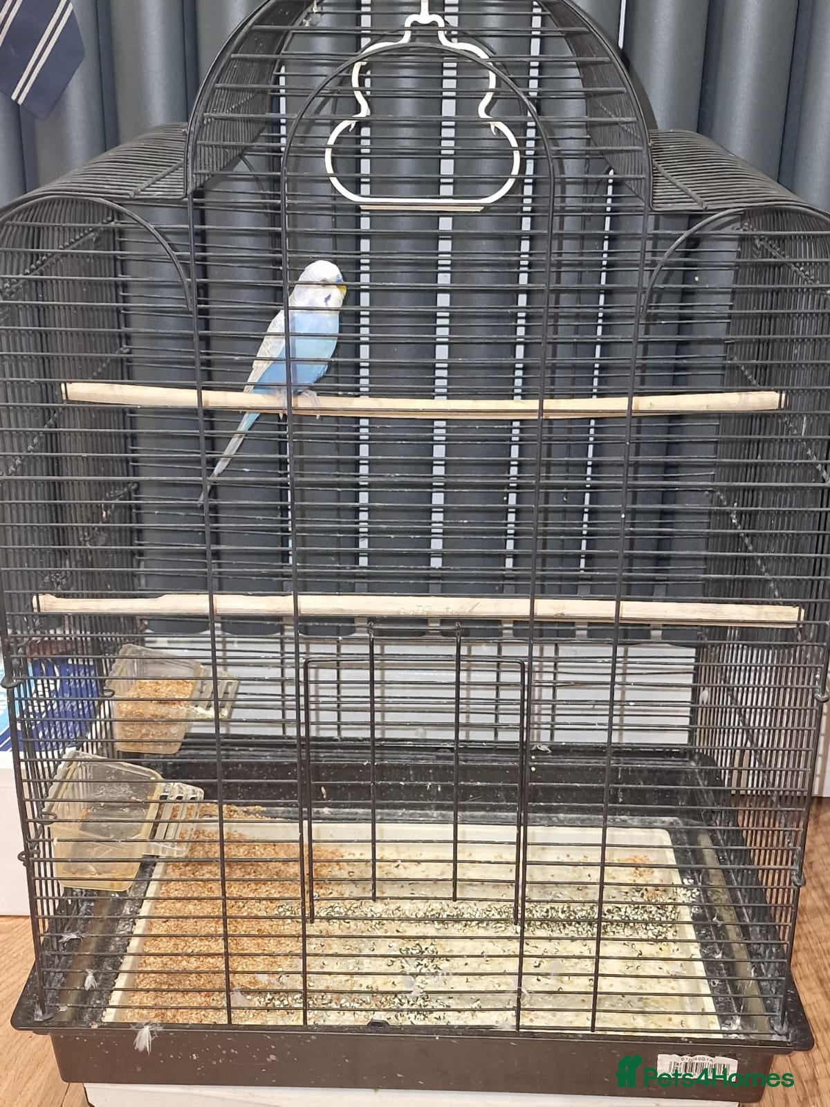 Chickens poultry 1 Male, blue and white budgie. - Advert 3