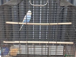 Chickens poultry 1 Male, blue and white budgie. - Advert 7