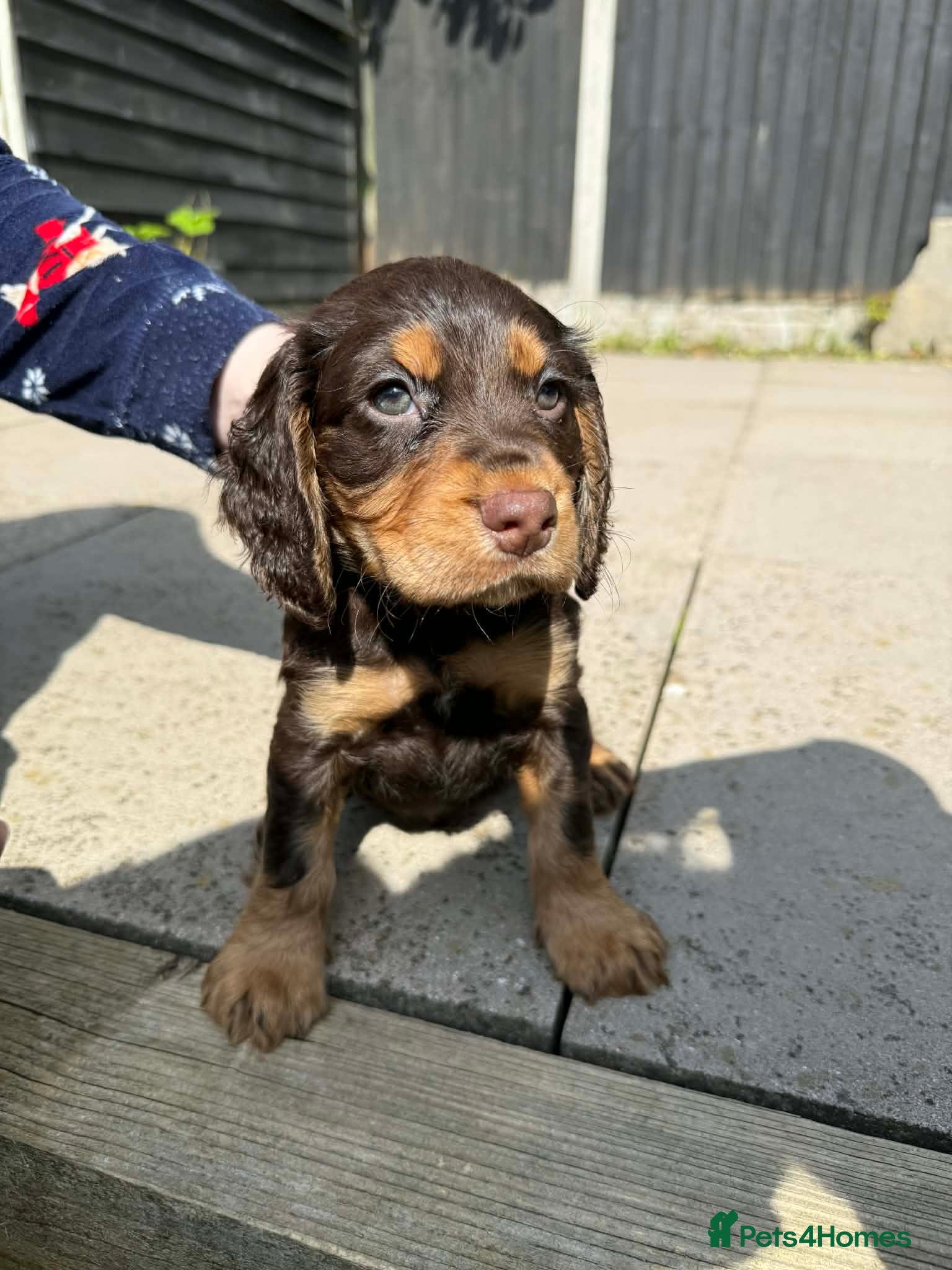 Cocker Spaniel dogs 2 boys Beautiful chocolate and tan cockers  - Advert 18