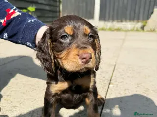 Cocker Spaniel dogs 2 boys Beautiful chocolate and tan cockers - Advert 4