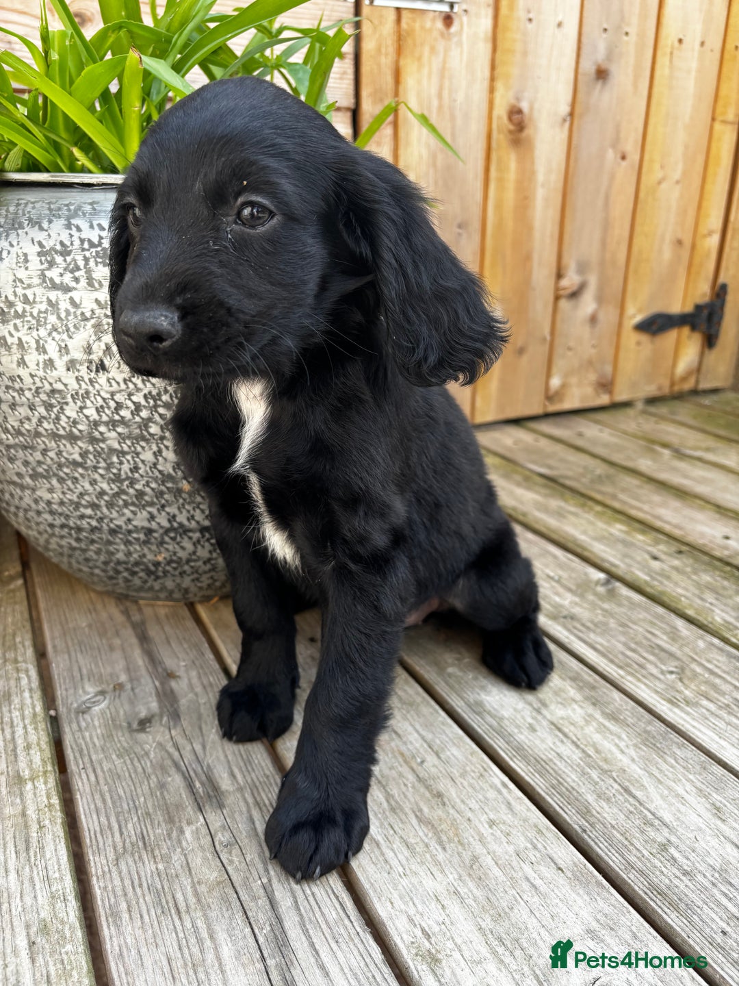 Cocker Spaniel dogs for sale: Cocker spaniel puppies  - Image 5