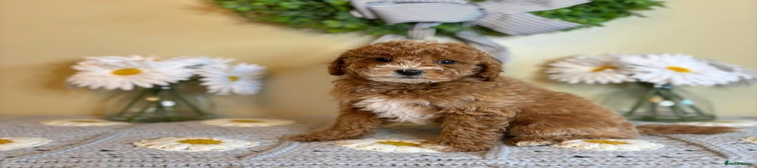 Goldendoodle Puppy 6