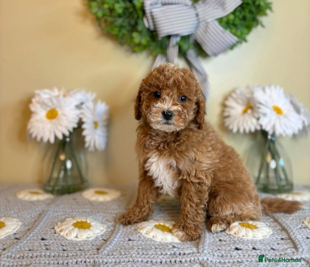 Goldendoodle dogs for sale: Beautiful GoldenDoodle Puppies Ready This Weekend! - Image 12