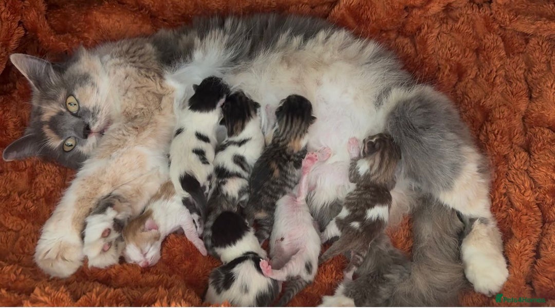 Norwegian Forest Cat cats for sale: Stunning friendly family raised kittens - Image 8