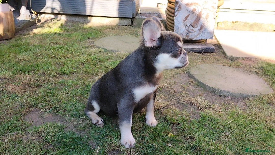 French Bulldog dogs for sale: LAST Outstanding Tiny  Fluffy French Bulldogs  in Walsall - Image 10