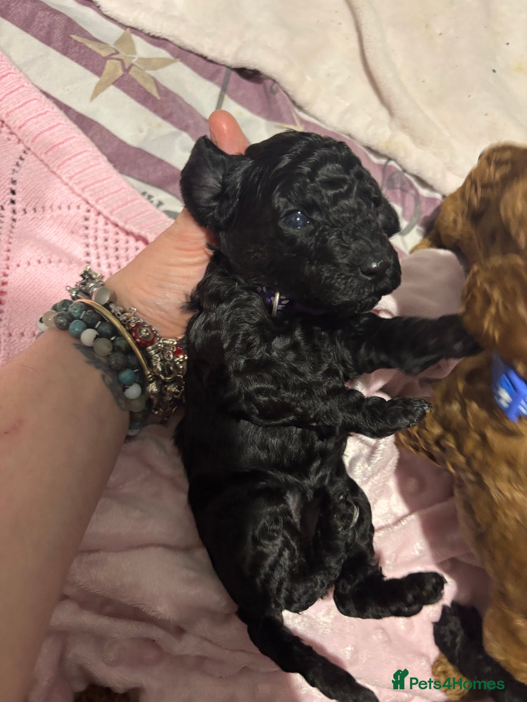 Cockapoo dogs for sale: 10 F1b cockapoo pups for sale  - Advert 13