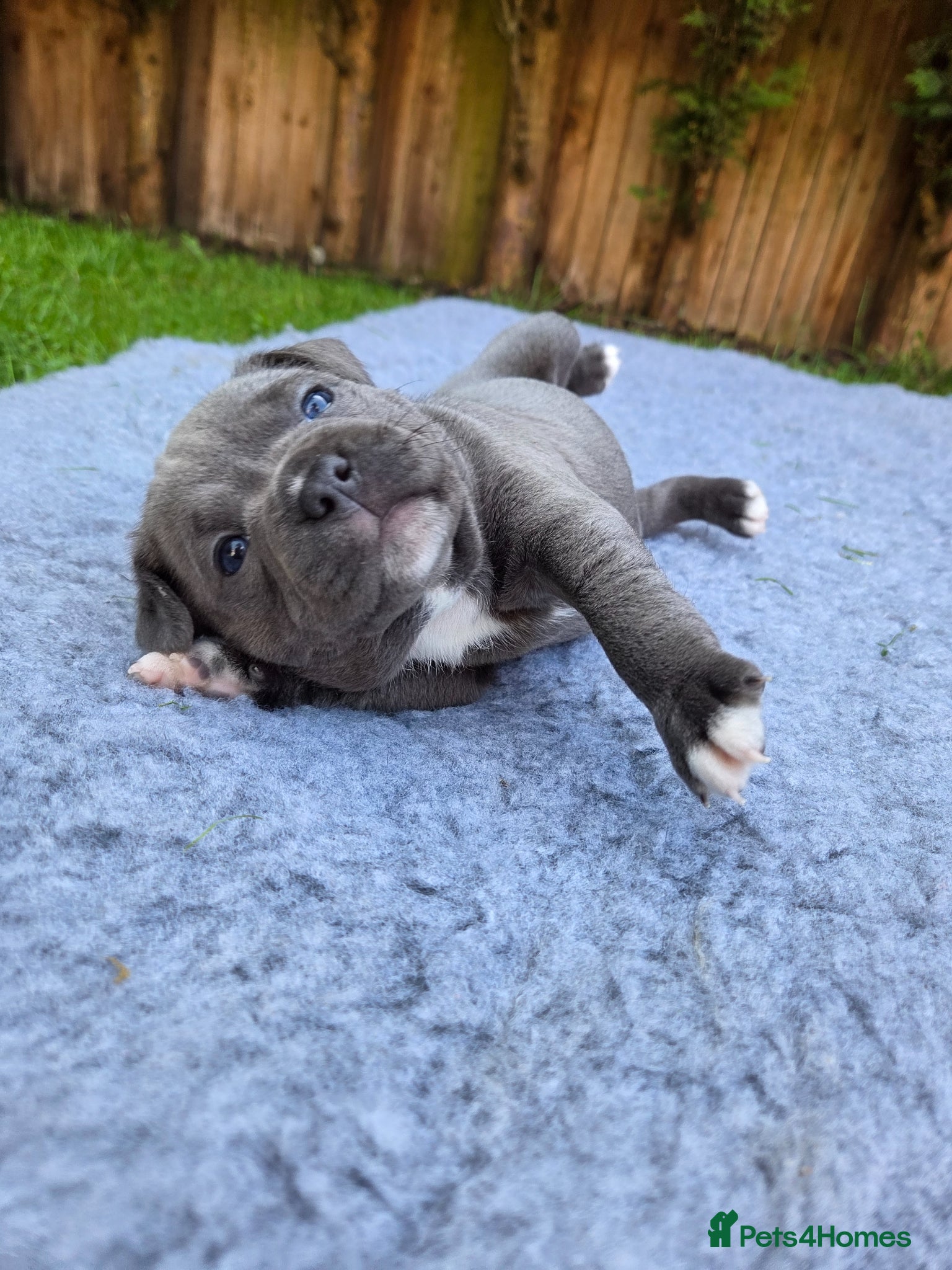 Staffordshire Bull Terrier dogs 🐾Blue Staffordshire Bull Terrier Puppies 🐾 - Advert 4