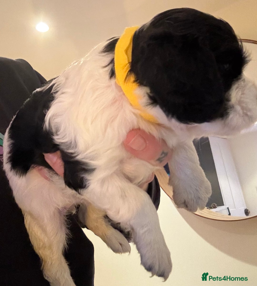 Mixed Breed dogs for sale: Cocker-Jack xCavalier King Charles Spaniel Puppies - Advert 8