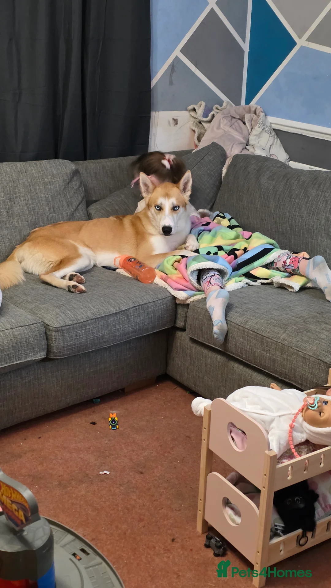 Mixed Breed dogs for sale: 18month ginger husky/collie boy - Advert 3