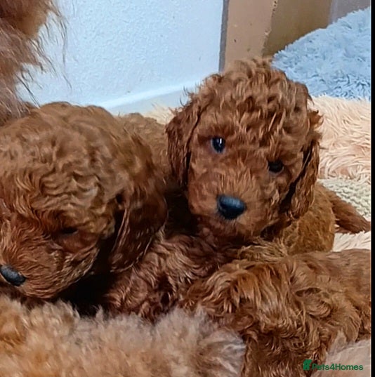 Miniature Poodle dogs 🐩 Pedigree KC Red Miniature Poodles DNA tested 🐩 - Advert 1