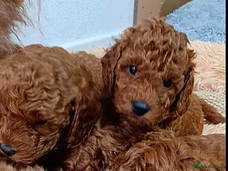 Miniature Poodle dogs 🐩 Pedigree KC Red Miniature Poodles DNA tested 🐩 - Advert 9