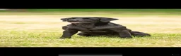 Labrador Retriever dogs for sale: 10 month old Labrador bitch  in York - Advert 4