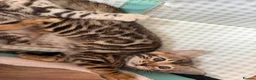 Bengal cats for sale: BEAUTIFUL BABY BENGALS FOR SALE  - Advert 31