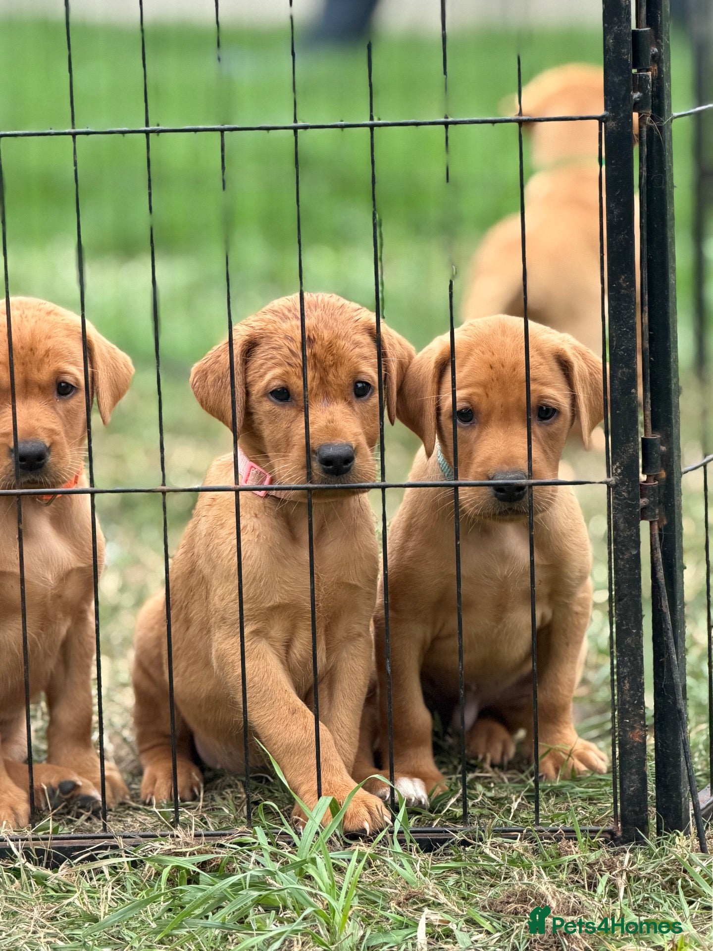 Labrador Retriever dogs Labrador Retriever puppies - Advert 2