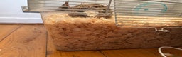 Hamster rodents for sale: selling my dwarf hamster with cage  - Advert 3