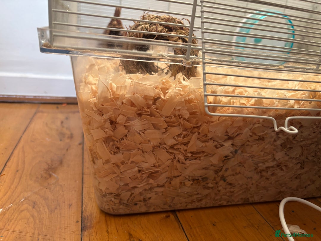 Hamster rodents for sale: selling my dwarf hamster with cage  - Advert 3