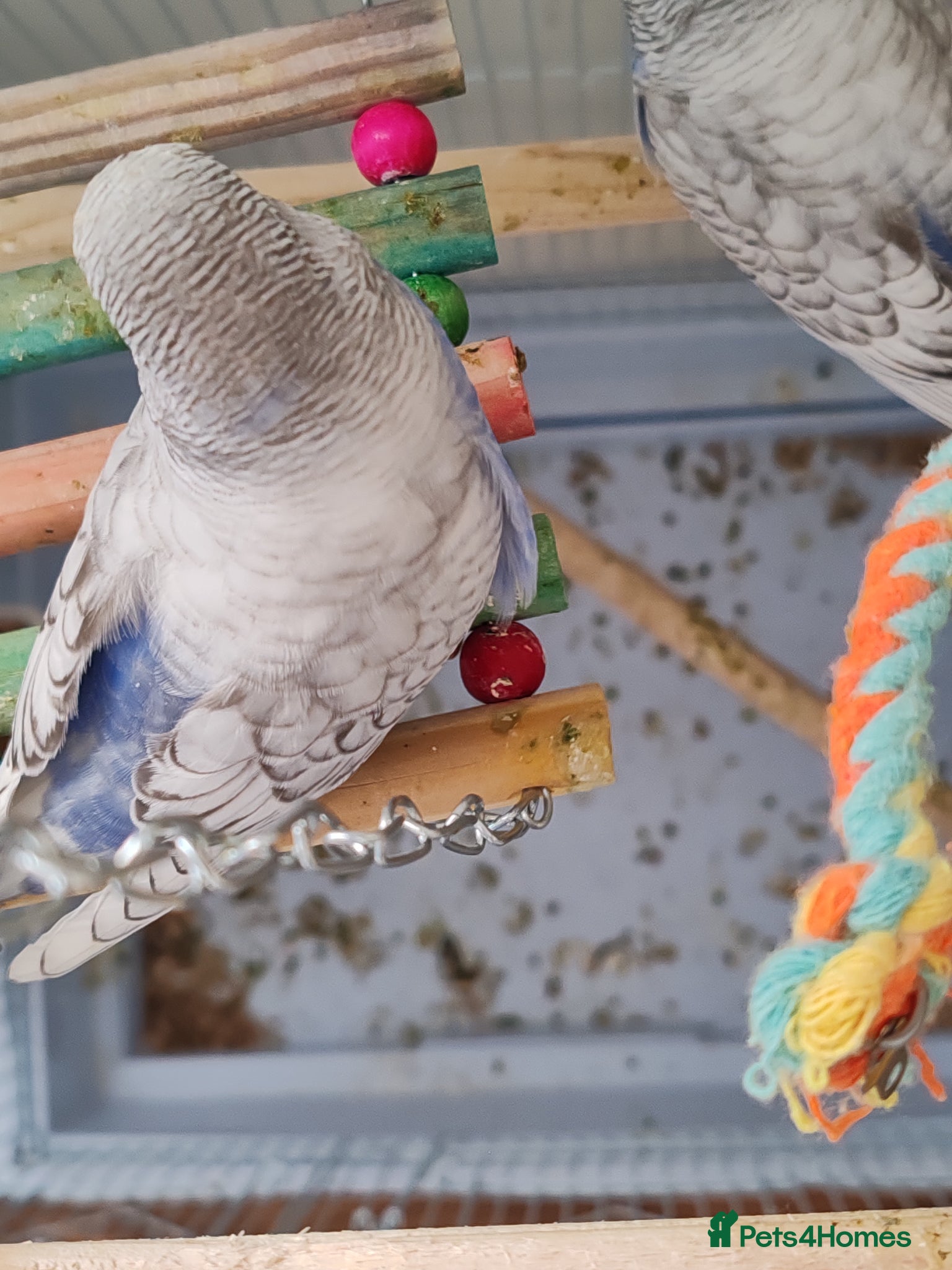 Parrots birds for sale: budgies 2 months and 3 months 1 week  - Advert 4