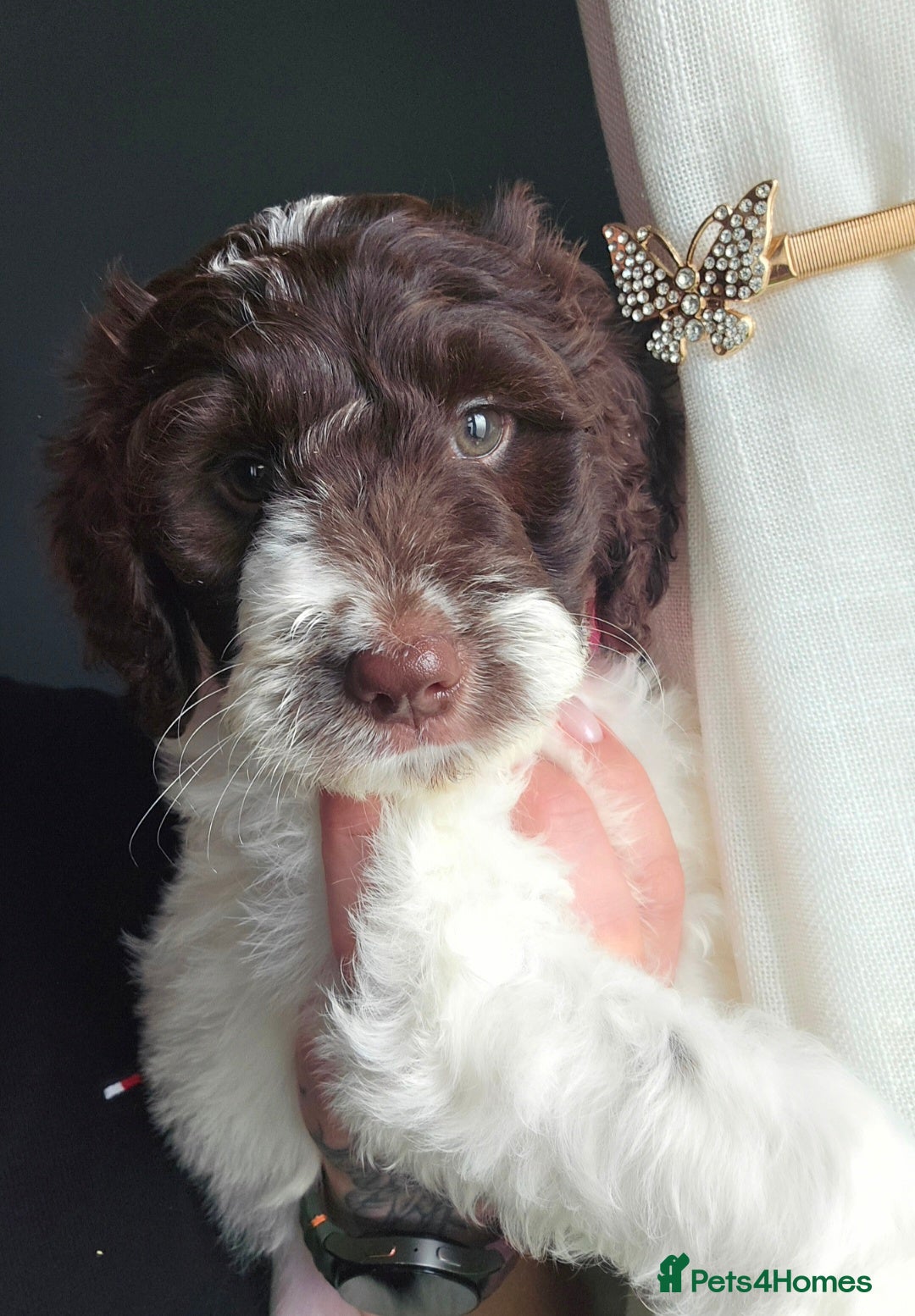 Sproodle dogs 💫💗Last Gorgeous Sproodle Girl🐾 Available🐶🩷🐾 - Advert 4