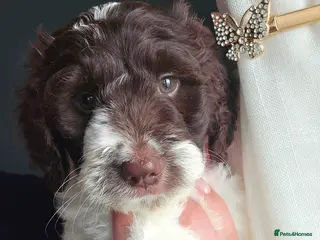 Sproodle dogs 💫💗Last Gorgeous Sproodle Girl🐾 Available🐶🩷🐾 - Advert 4