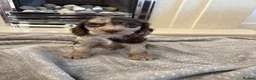 Cocker Spaniel dogs for sale: Cocker spaniel puppies 🖤🤎🤍 in Bedlington - Advert 3