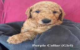 Goldendoodle dogs for sale: Goldendoodle Puppies - Health Tested Parents - Image 8