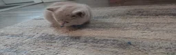British Shorthair cats for sale: BSH lilac males - Advert 5