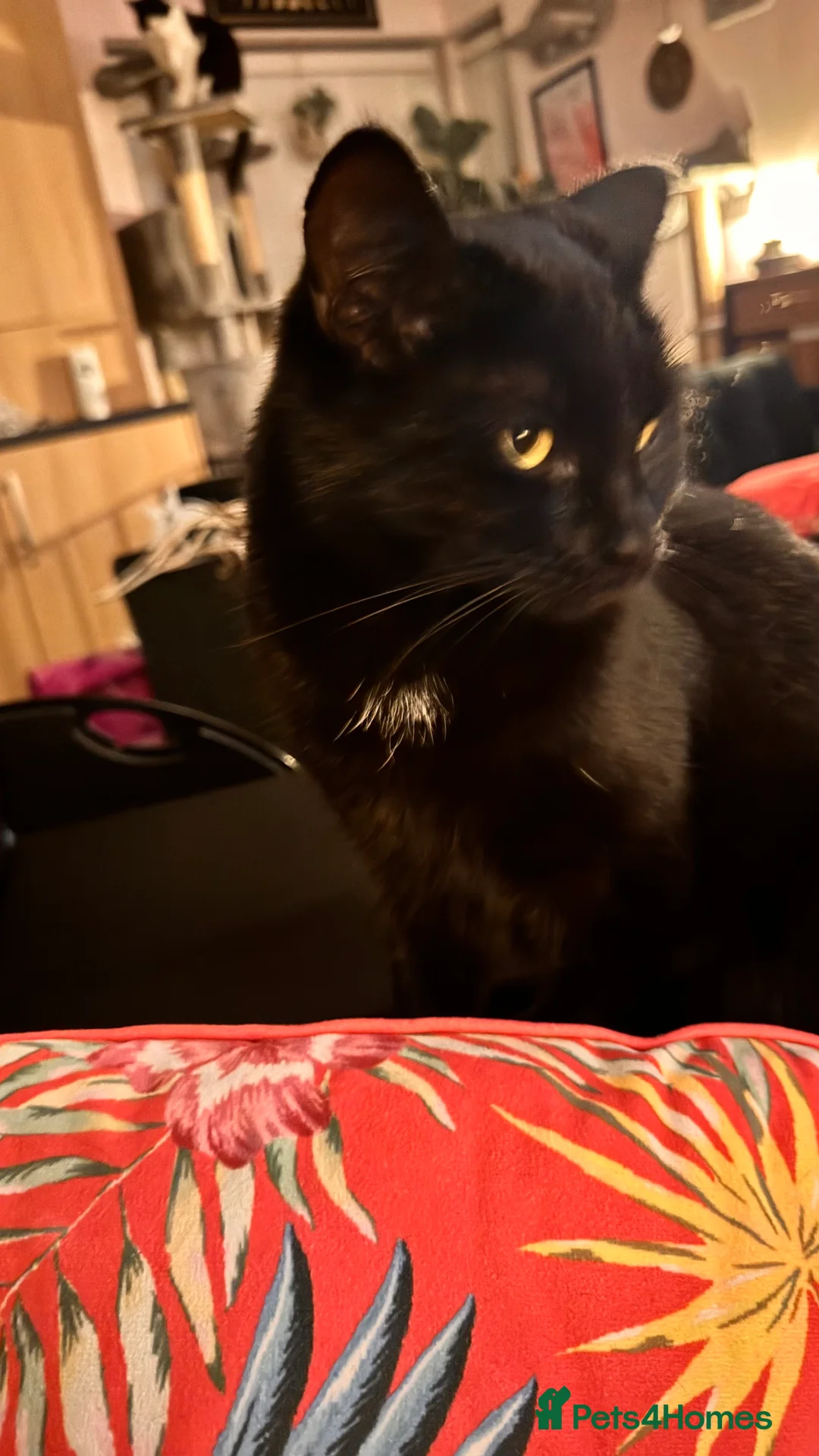 Domestic Shorthair cats for sale: Two black girls  - Advert 7