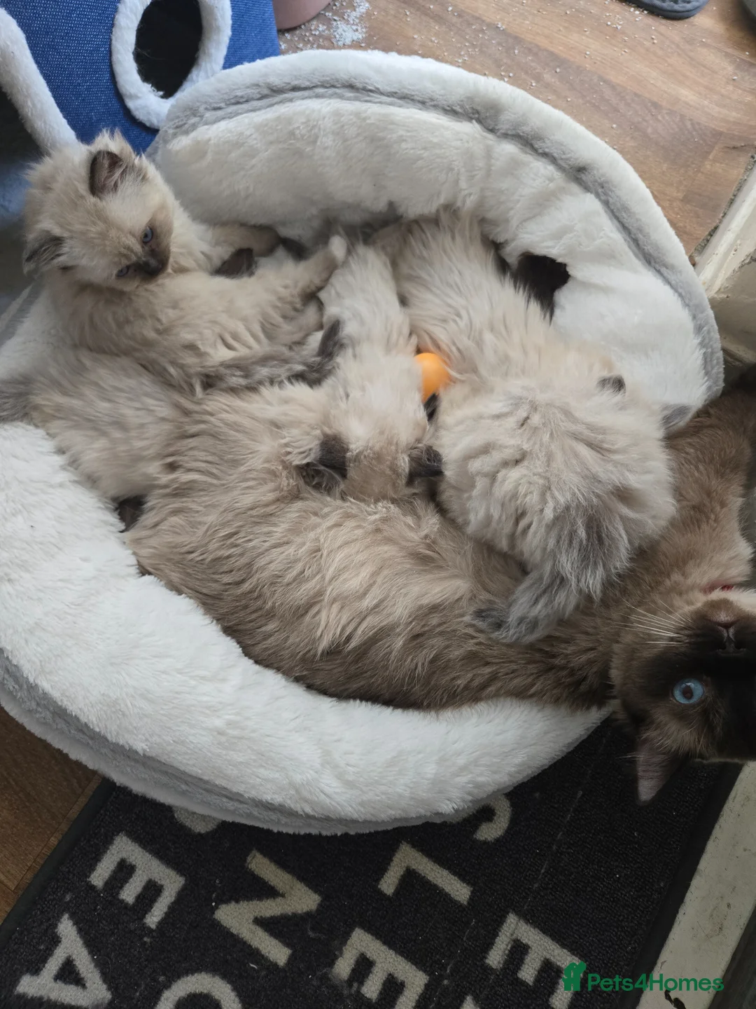 Ragdoll cats for sale: Lovely kittens available for rehome  - Advert 1