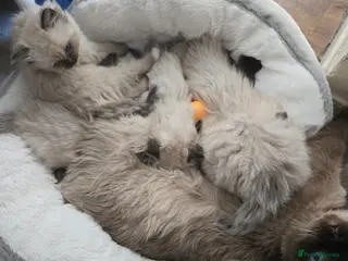 Ragdoll cats Lovely kittens available for rehome - Advert 1