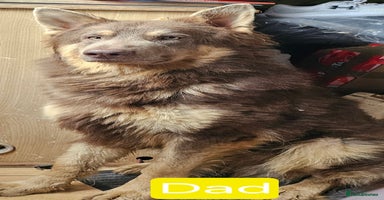 German Shepherd dogs - Advert 4