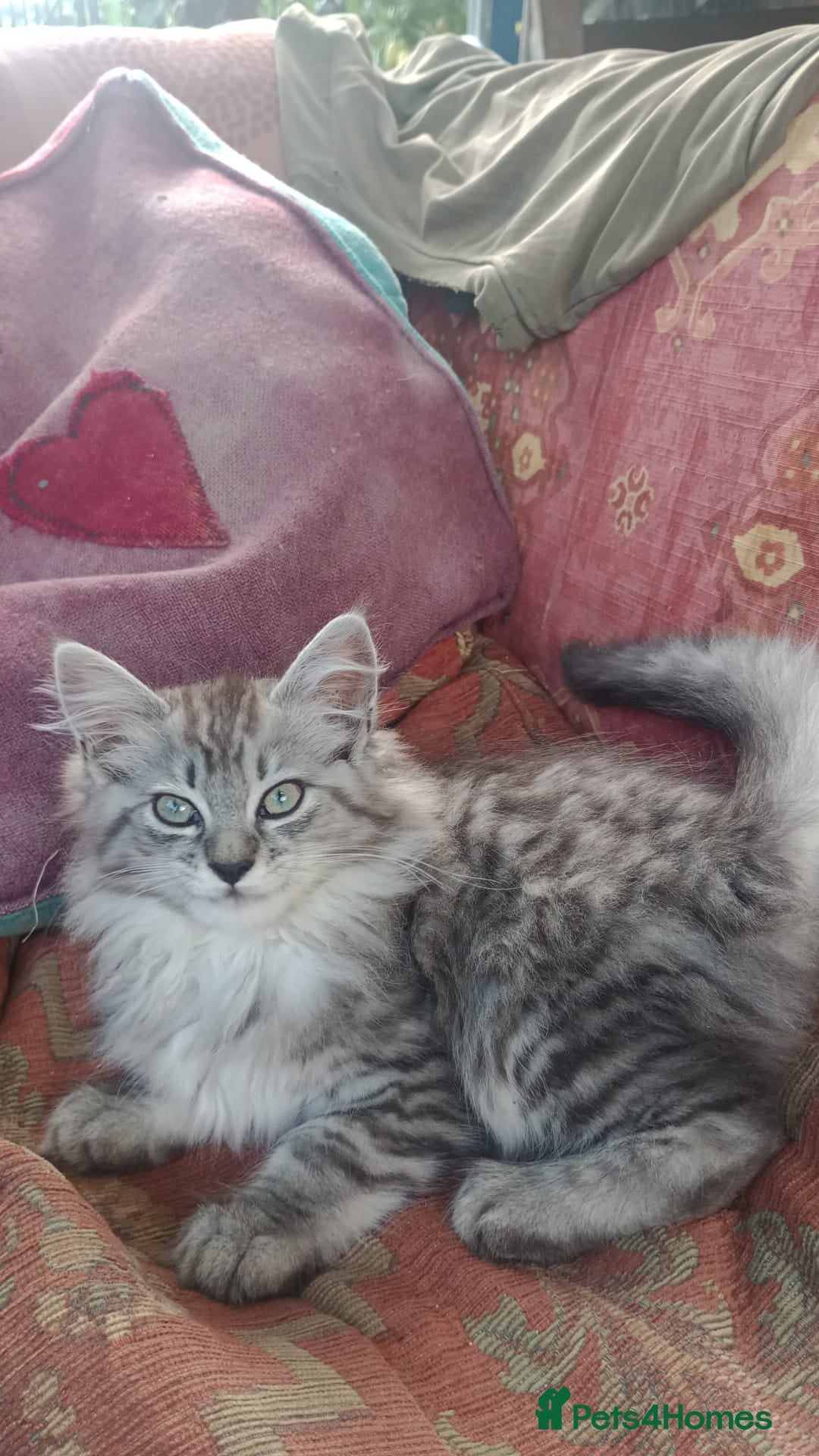 Maine Coon cats MaineCoon female kitten's, mother TICA registered. - Advert 16