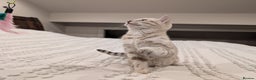 Bengal cats for sale: 🤍🩶 Stunning Snow Bengal Kittens 🩶🤍 - Advert 23